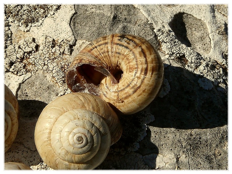 cernuella virgata....??????